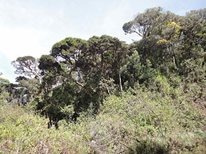 Pidurutalagala Mountain forest area
